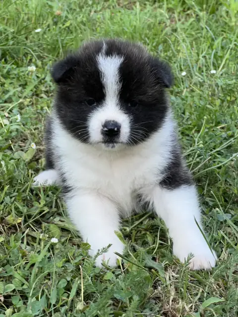 Akita  Chiot N°1 Des Dragons Du Soleil Levant