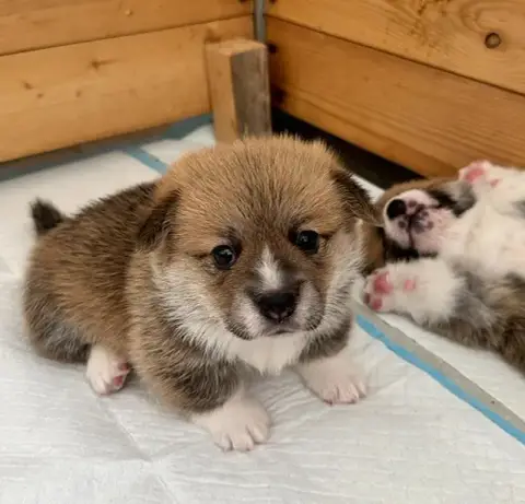 Welsh Corgi Pembroke  Collier Rose Du Soleil Du Sud 0177c photo 2