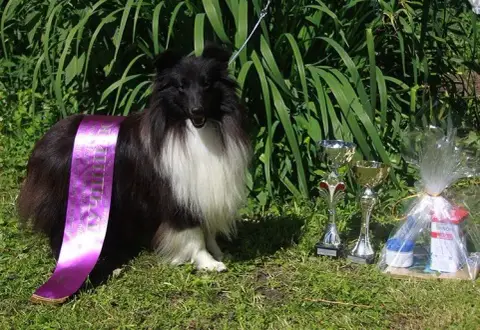 Shetland Sheepdog  Fn1