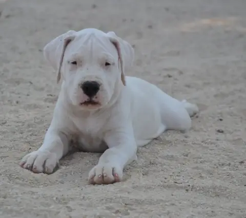 Dogo Argentino  Bronco Del Angel De Los Volcanos photo 2