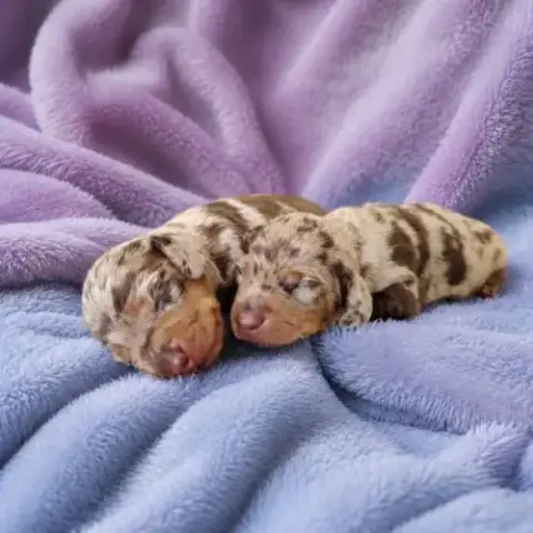 Magnifiques Chiots Teckels Kaninchens/Petits Nains