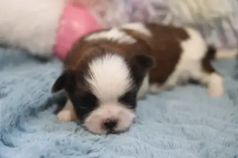 Shih Tzu  Barbass De La Ferme Des Mottes photo 2