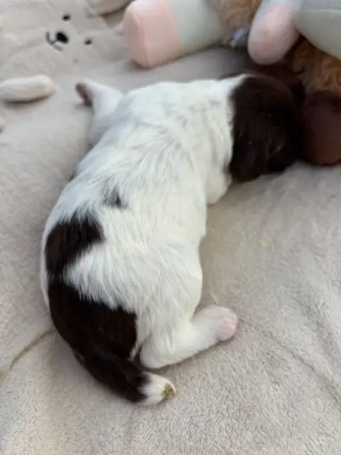 English Springer Spaniel  B.................... Des E 8c68e photo 3
