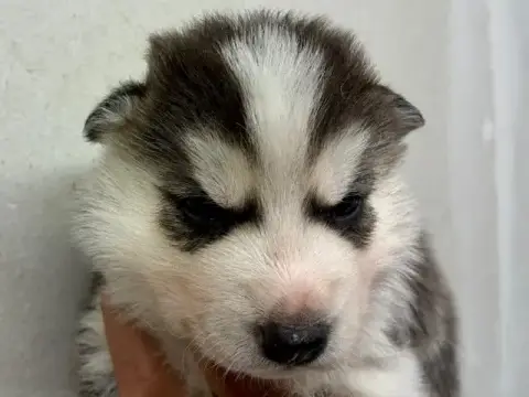 Siberian Husky  Mâle 4 (Vaya -