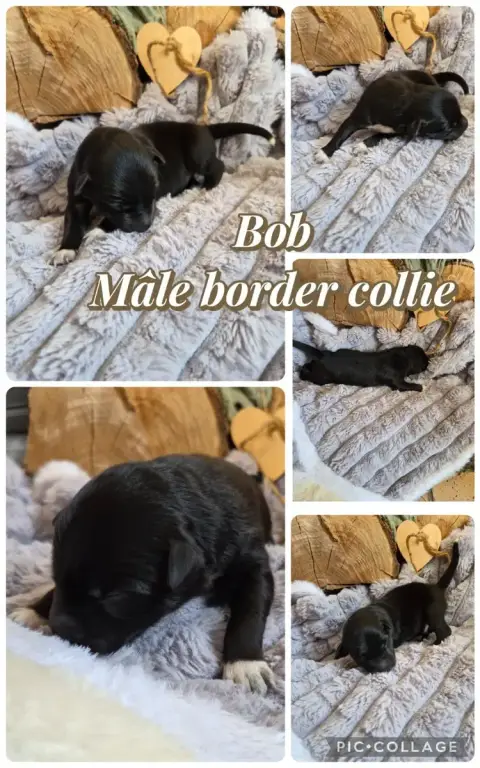 Border Collie  Bob