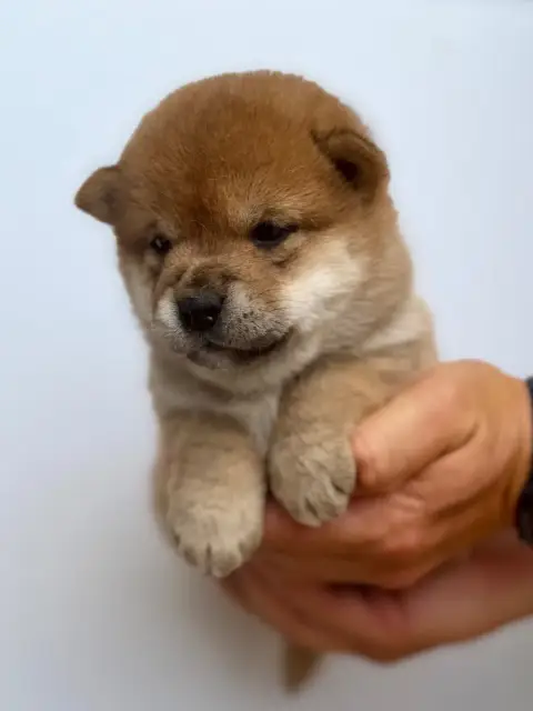 Shiba photo 2