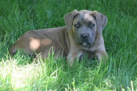 Cane Corso  Chiot N°5 photo 2
