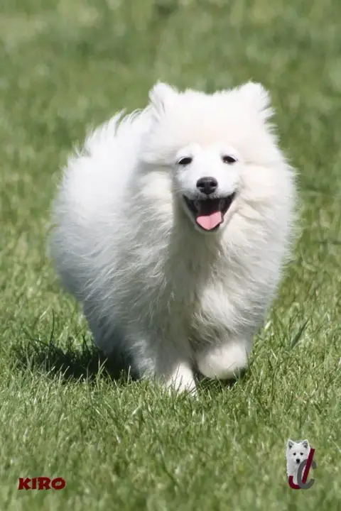 Spitz Japonais  Chiot Collier Vert- photo 2