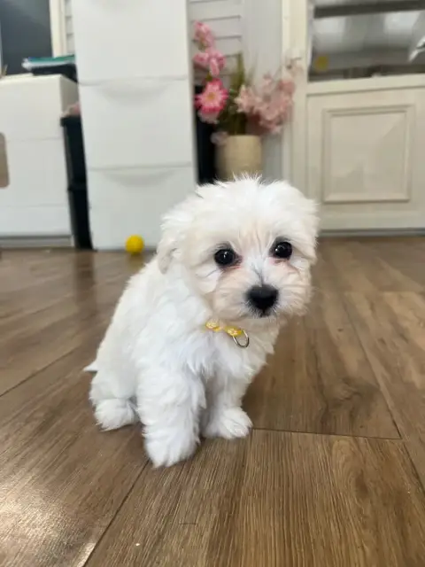 Coton De Tulear 
                        Bonnie Des M 5927d photo 2