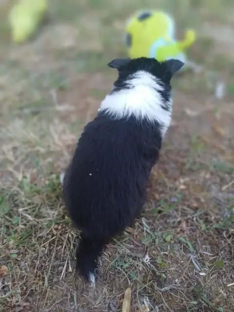 Shetland Sheepdog  Chiot N°6 Des Touches Noires photo 3