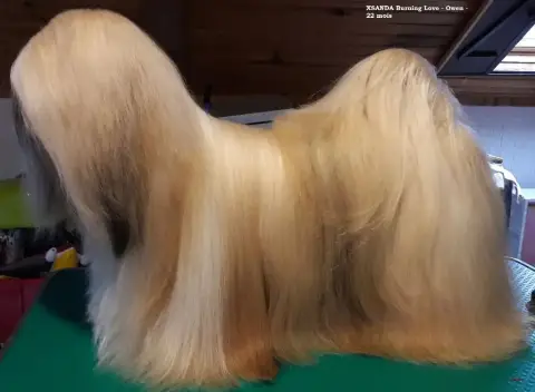 Lhassa Apso photo 3