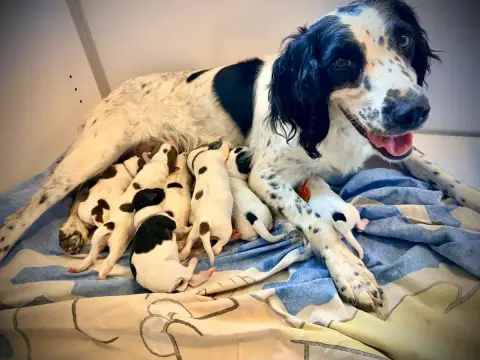 English Springer Spaniel 
                        Mâl 22243