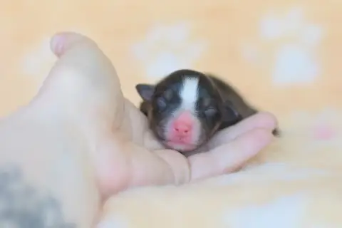 Berger Australien  Chiot 3 Roz Liammet