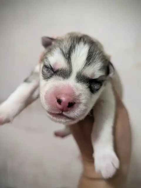 Siberian Husky