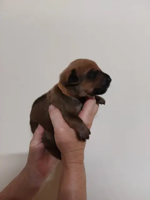 Rhodesian Ridgeback 
                        Collier  8a3f1 photo 3