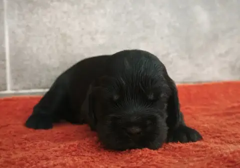 Cocker Spaniel Anglais  Chiot 1 Du Royaume De Lecki b60a1