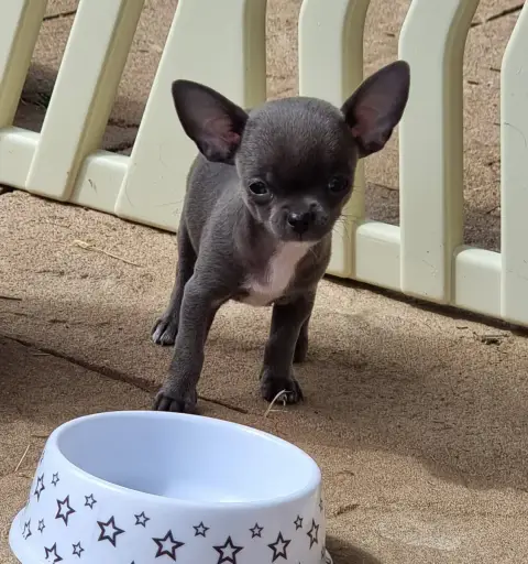 Chihuahua  Billie Jean De L'Arbre Des Batailles photo 3