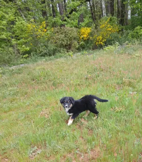 Berger Australien  Chiot N°5 De L'Orée Du Bois Des So 63ff3 photo 2