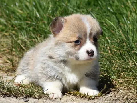 Welsh Corgi Pembroke  Babeth De La Folle Emprise