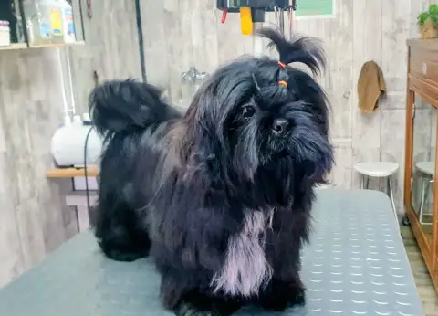 Shih Tzu  Brandon The Tresors By Lou