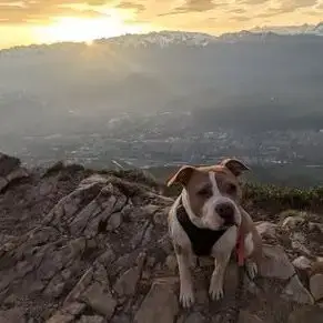 Chien Rosy À L Adoption