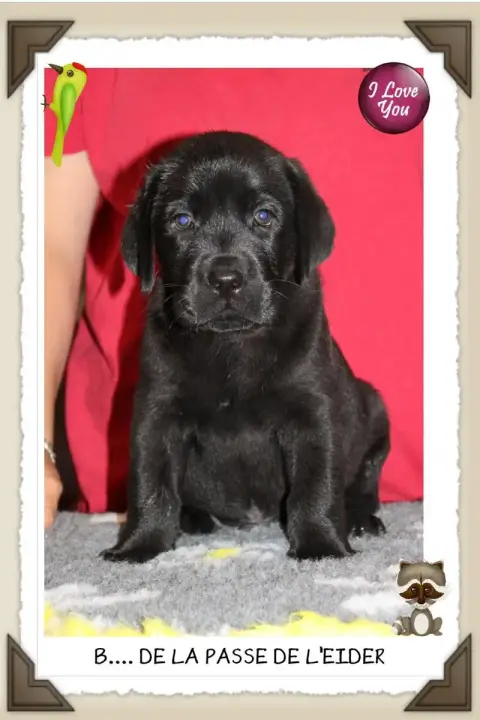 Labrador Retriever 
                        Chiot N°1 be21b