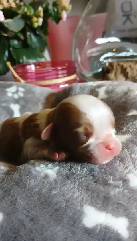 Cavalier King Charles Spaniel  Mâle Blenheim De Manaë b0b92