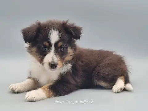 Shetland Sheepdog  Bélénis Du Mont De La Chenaie photo 3