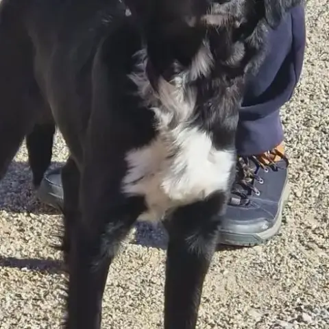 Chien Lola À L Adoption