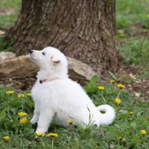 2 Femelles Berger Blanc Suisse Lof