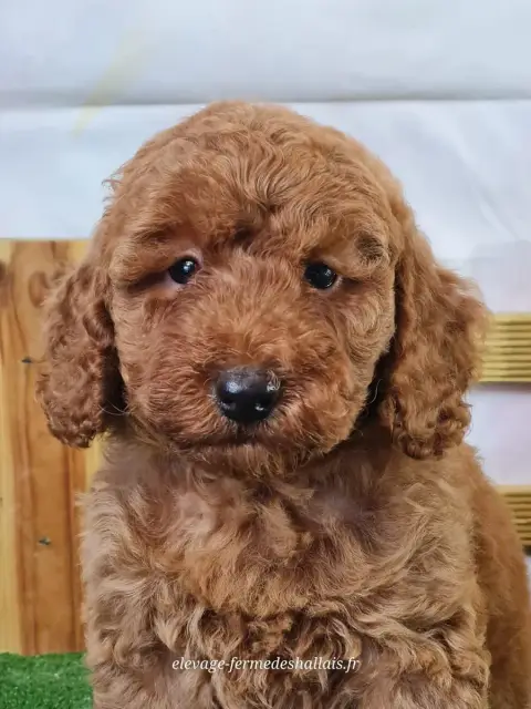 Caniche  Banjo Du Mont De La Chenaie