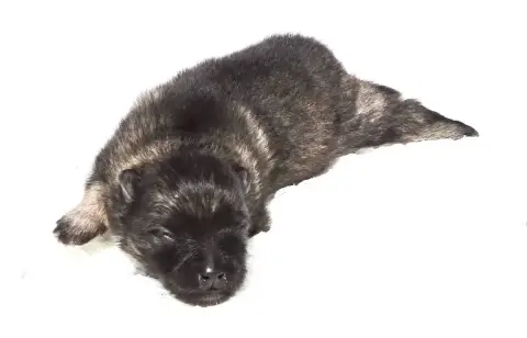Spitz Allemand  Chiot