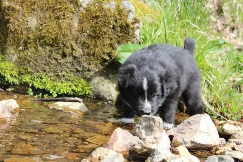 Border Collie  Collier Jaune Des Gardiens De La Milan a988d photo 2