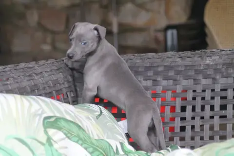 Whippet  Femelle Bleue Du Frison Impérial