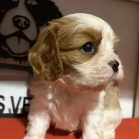 Chiots Mâles Lof