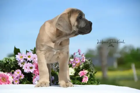 Cane Corso  Chiot N°6 I Have A Dream photo 2