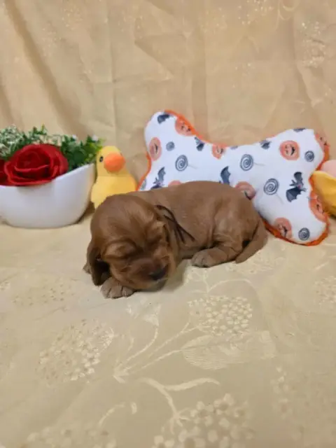 Cocker Spaniel Anglais 
                        B.... 5747c photo 3