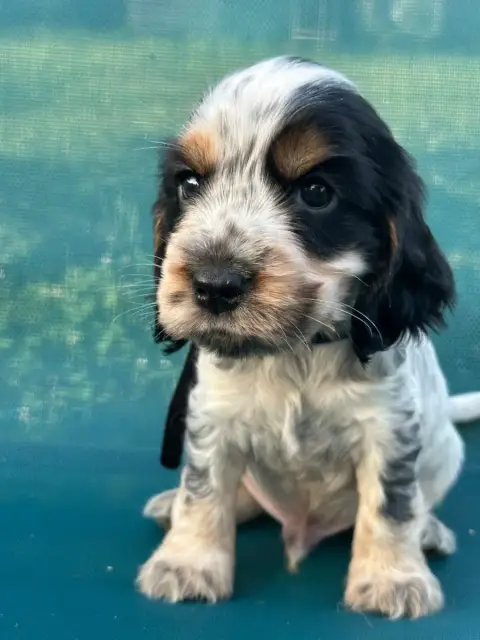 Cocker Spaniel Anglais  Collier Noir De L'Empereur Si b674a photo 3