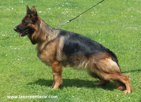 Berger Allemand  Baby Du Domaine De La Brie photo 3