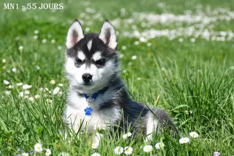 Siberian Husky  Boréal De La Source Du Montet photo 2