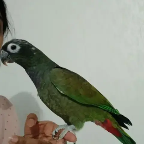Pionus Maximilien Eam