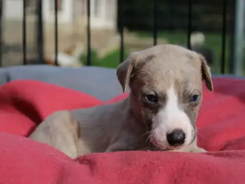Whippet  Chiot N°2 Du Clos D'Arlequin