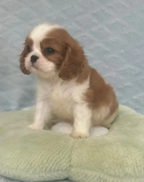 Cavalier King Charles Spaniel  Chiot 3 D'Ysatis photo 3
