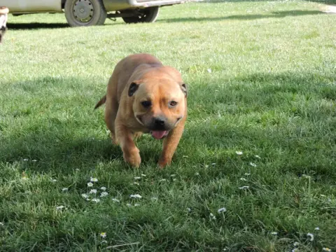 Staffordshire Bull Terrier  Chiot 6 De Gaia Vlka photo 3