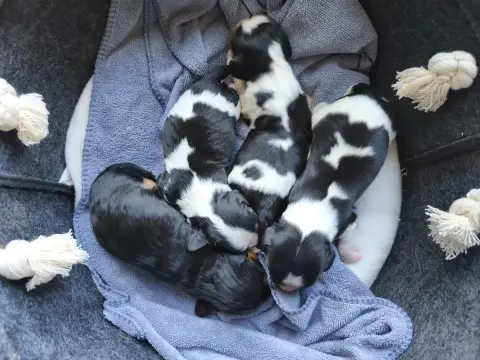 Cavalier King Charles Spaniel  Bébé Tri 2 Du Domaine  dece0