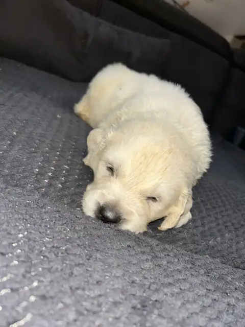 Golden Retriever  Vert Clair