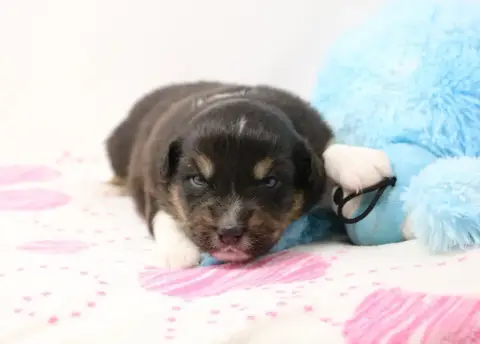 Berger Australien  Chiot N°4 De Windy'Stia photo 3