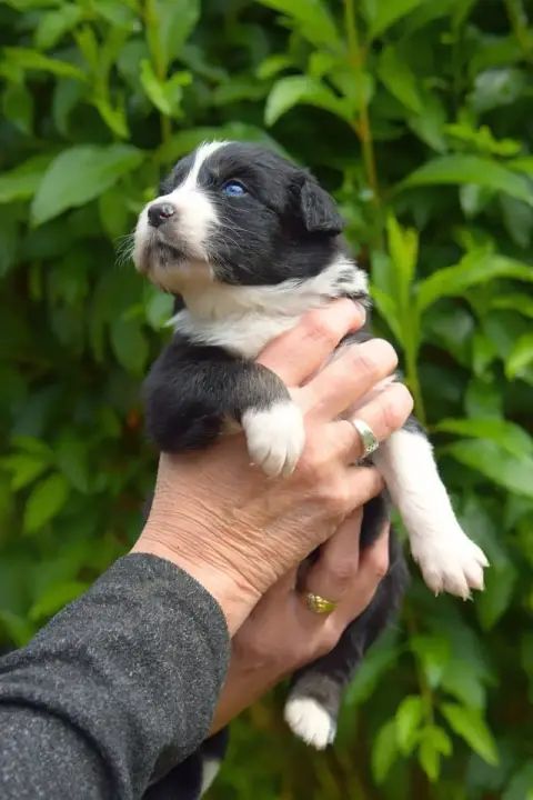 Berger Australien  Bianco Red Aussie'Rise photo 2
