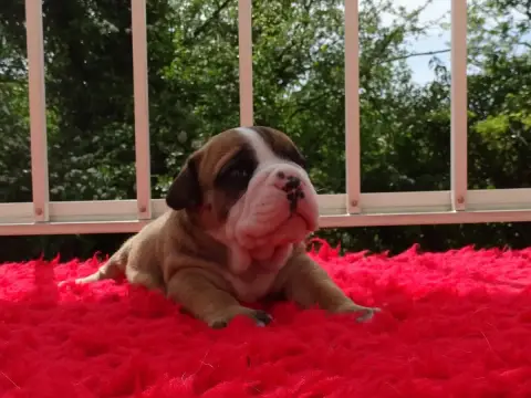 Bulldog Continental  Barathéon Du Mont De L'Aigle