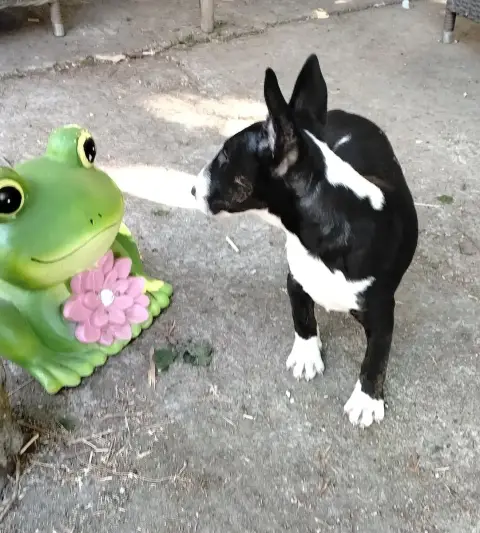 Bull Terrier Miniature  Chiot N°2 photo 2